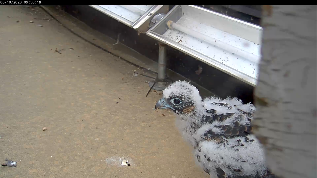 كتكوت يستكشف الحافة