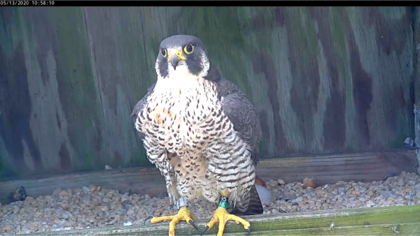 أنثى الصقر من زوج التكاثر الأصلي