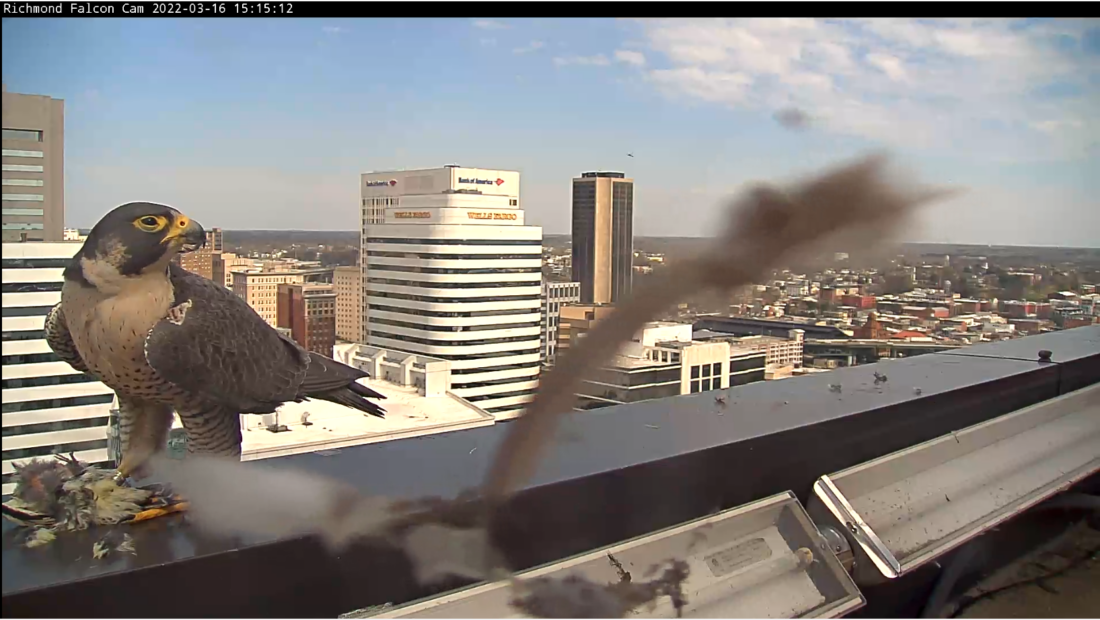 أنثى الصقر تتغذى على فريسة (طائر السابوق أصفر البطن) التي قُدمت لها من الذكر.