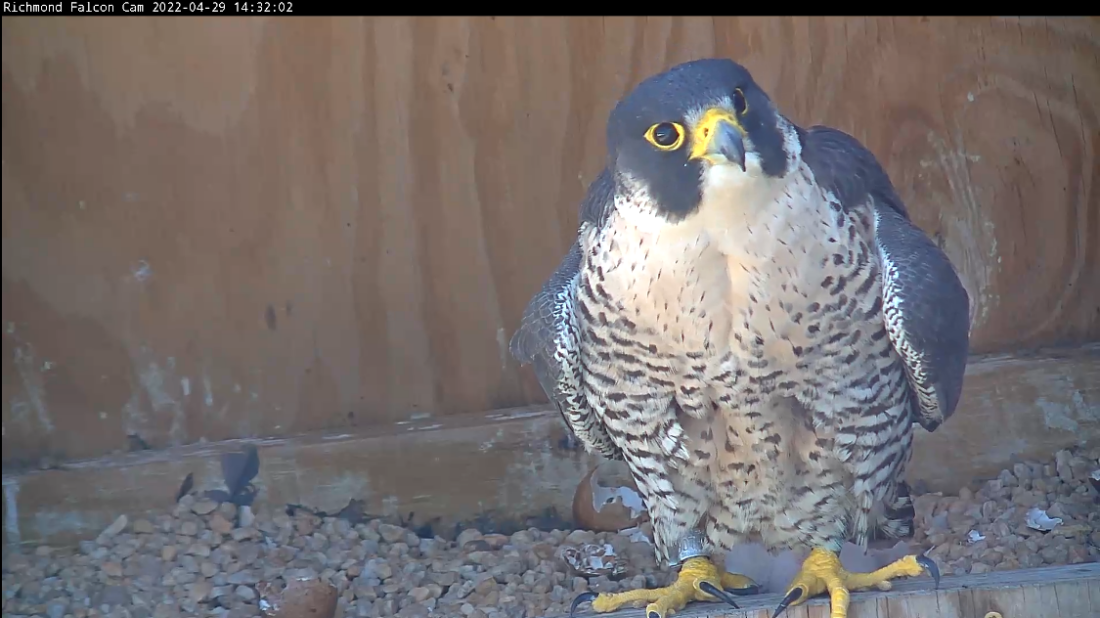 تأخذ الأنثى استراحة قصيرة من الحضنة/الحضانة لتجلس على حافة صندوق العش. تظهر الكتاكيت خلفها.