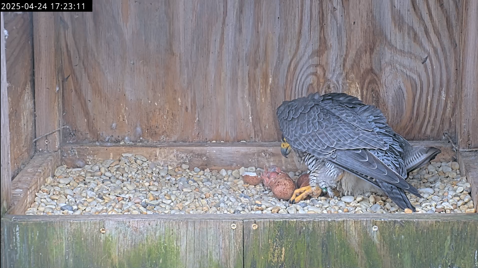 جثم والد الصقر فوق أول فرخ فقس حديثاً، وهو لا يزال جزئياً في قشرة البيضة.