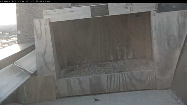 صورة لأول بيضة في العش