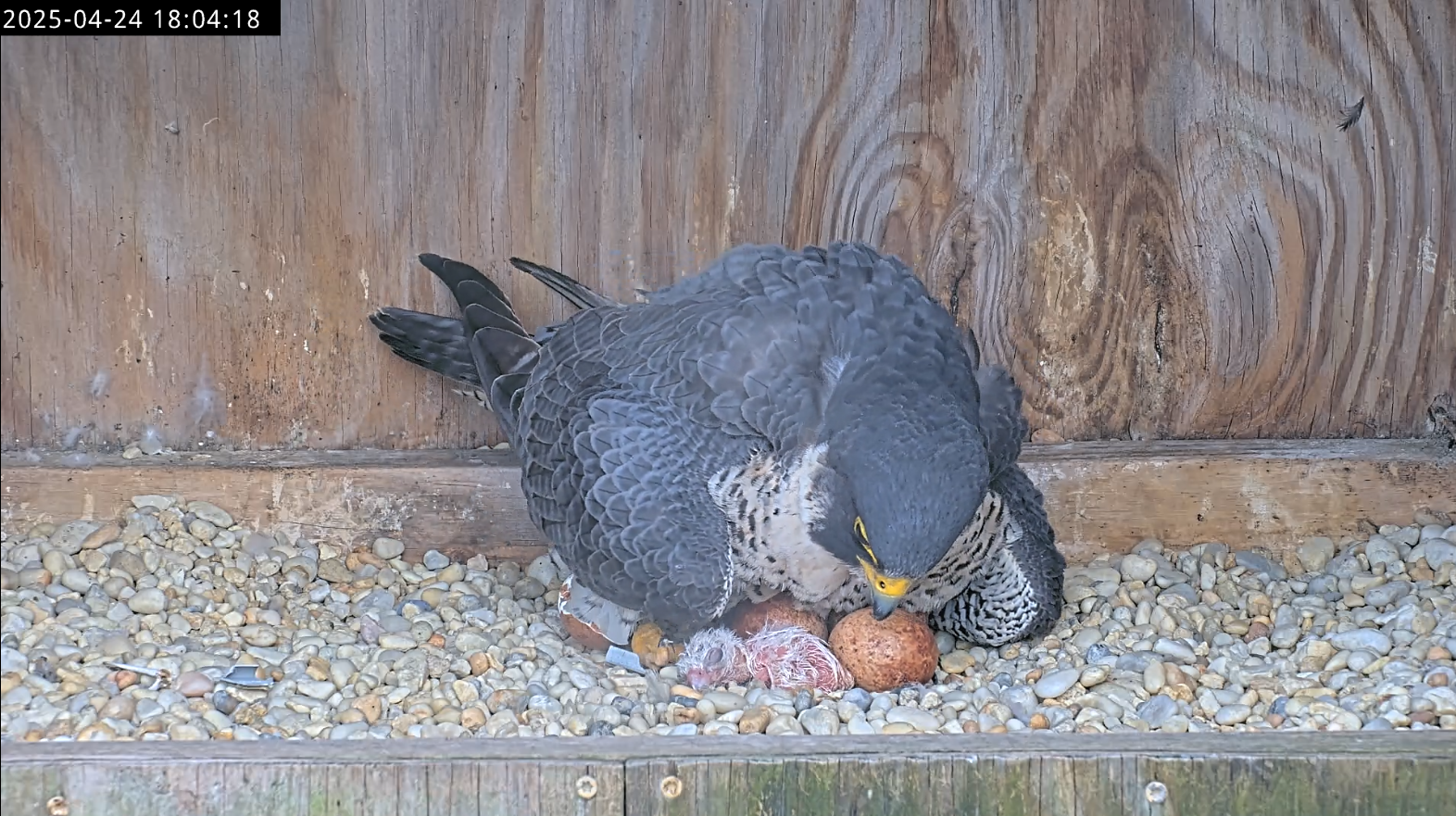 أول فرخ صقر يفقس تحت أمّه وهي تنظر إليه.