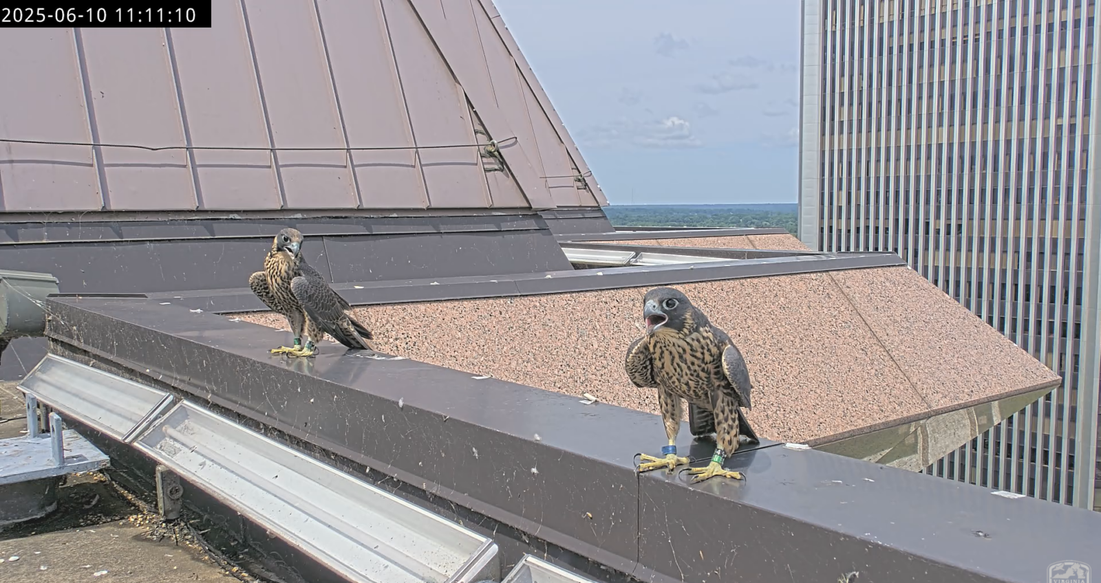 صقران يجثمان على قمة حافة برج ريفر فرونت ويست بعد فترة وجيزة من مغادرة الحظيرة.