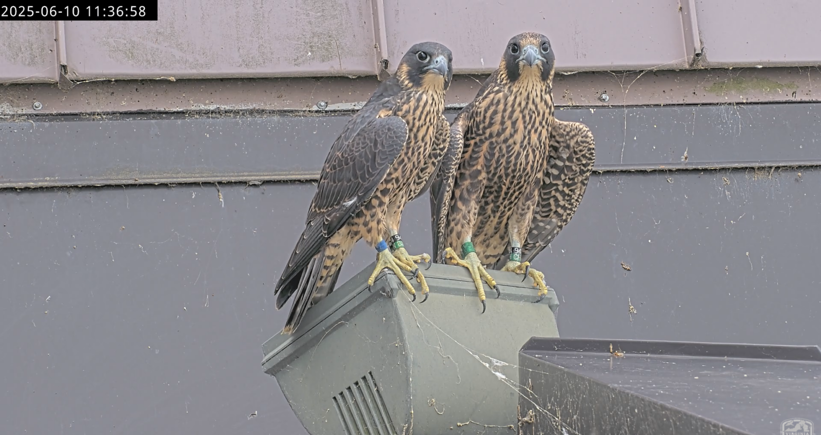 صقران يجثمان معاً فوق مصباح في البرج الغربي لساحة ريفر فرونت بلازا.