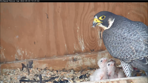 أنثى تطعم فرخين