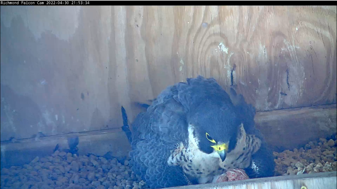 تفقيس البيضة الرابعة