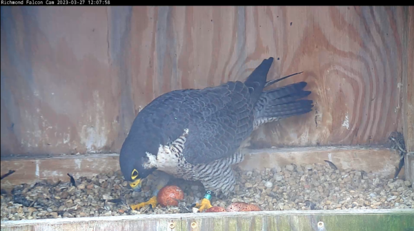 صورة لصقر الشاهين وبيضته الرابعة