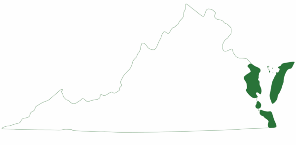 لا توجد السلحفاة البحرية الخضراء إلا في مناطق قليلة من الشاطئ الشرقي لفيرجينيا.