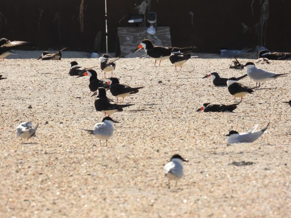 الكاشطات السوداء وطيور الخرشنة ذات المنقار النورس (من الأنواع المهددة بالانقراض) التي تحتل أحد المراكب في السد.