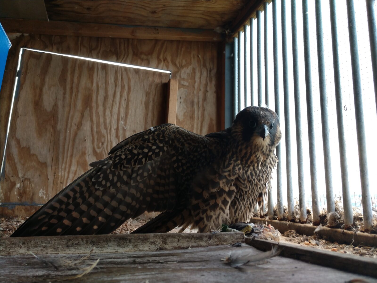 صورة لصقر شاهين يافع يتغذى على طائر السمان؛ وقد حان وقت إطلاقه في البرية