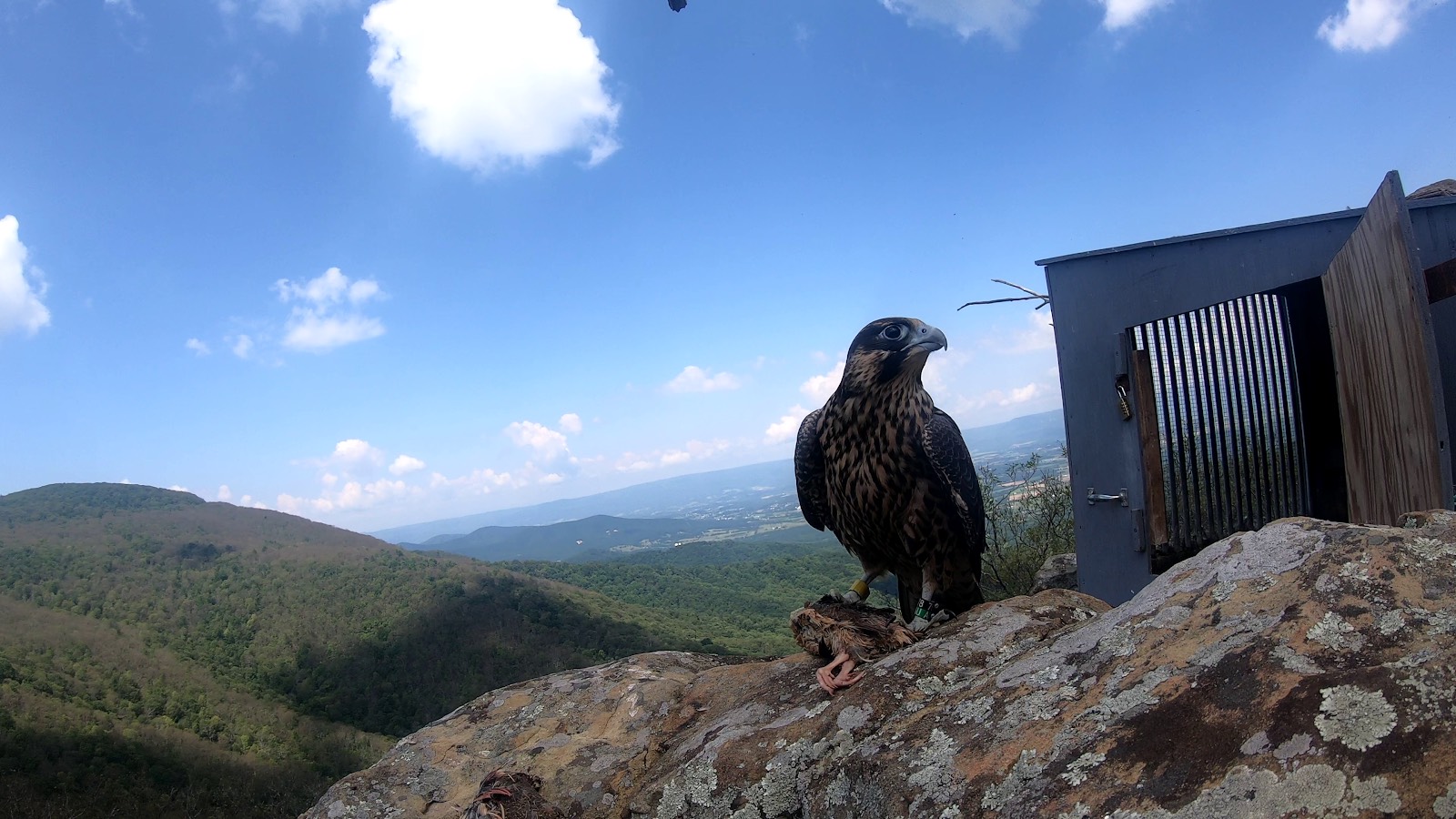 الأصفر في موقع الاختراق في متنزه شيناندواه الوطني.