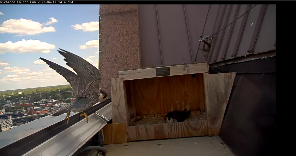 صورة للذكر العائد لإراحة الأنثى من واجبات الحضانة