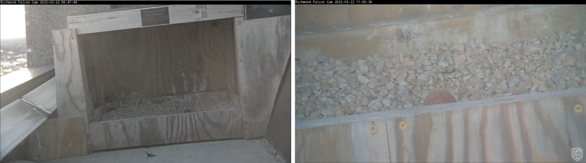 صورة لصندوق عش صقر بداخله بيضة صقر الشاهين