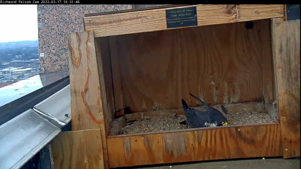 أنثى الصقر الشاهين واقفة في الكشط.