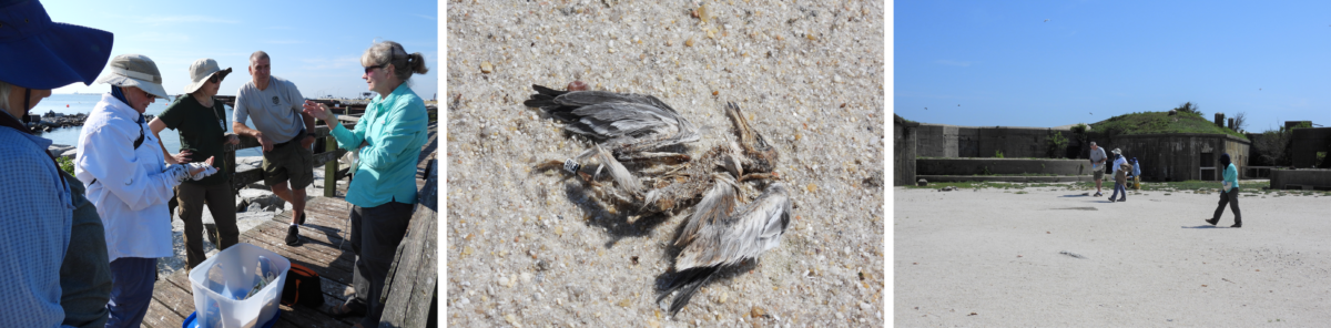 إلى اليسار: DWR يتجمع موظفو في فورت. حوض الصوف لمناقشة استراتيجية أخذ العينات الخاصة بهم. في المنتصف: فرخ الخرشنة الشائع النافق الذي عُثر عليه فوق أحد المراكب. تم جمع فرق هذا الفرخ أثناء مسحنا لحالات الوفيات. صحيح: موظفو شركة DWR أثناء عملية مسح موقع Ft. ساحة عرض الصوف للذبائح.