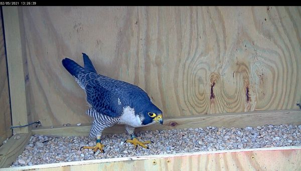 59/ب م، ذكر ريتشموند الجديد