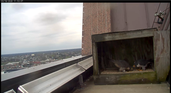 زوجان يشاركان في عرض الانحناء أثناء وجودهما في صندوق العش 