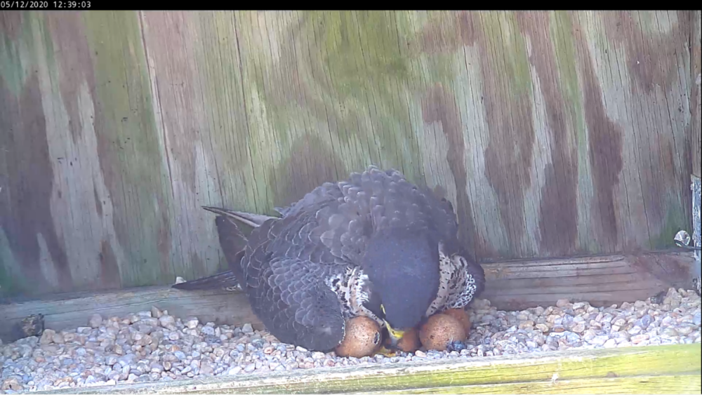 أنثى مع بيضة مقلوبة في مايو 12th