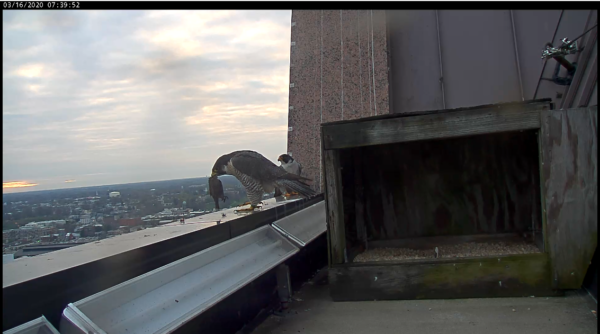 الأنثى مع الفريسة التي يجلبها الذكر