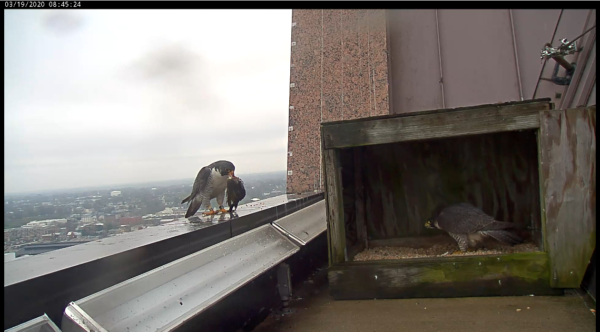 الذكر يقدم للأنثى فريسة أثناء وجودها في صندوق العش 