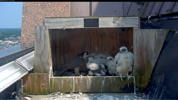 تقدم الأنثى البالغة وجبة للفراخ. لقد اكتمل نمو معظم النسل الآن، على الرغم من أنه لا يزال هناك عدد قليل من الريش الذي يجب أن ينمو!