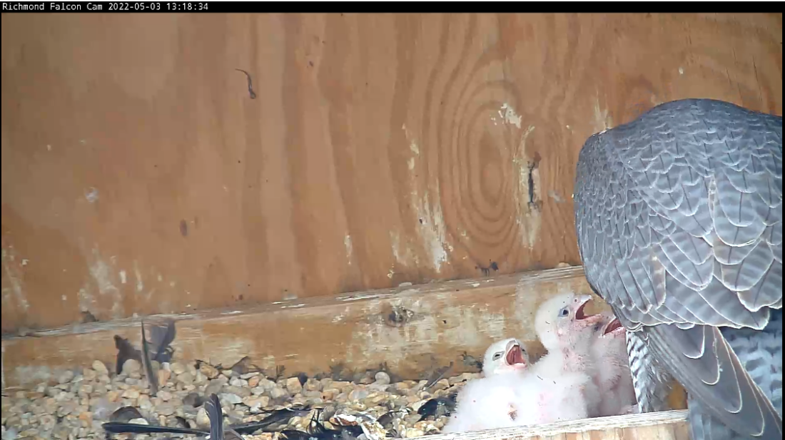 صورة توضح كيف أن الفرخ الرابع أصغر بشكل واضح من أقرانه