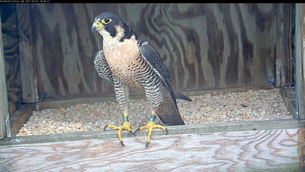 صورة لأنثى تم ربطها حديثًا تقف على صندوق التعشيش