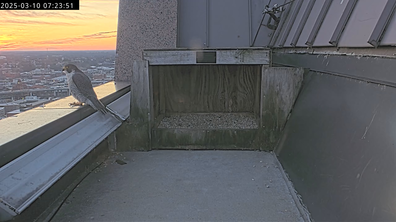 ذكر الصقر الذكر (59/BM) يجثم على حافة حاجز المبنى في مارس 102025.