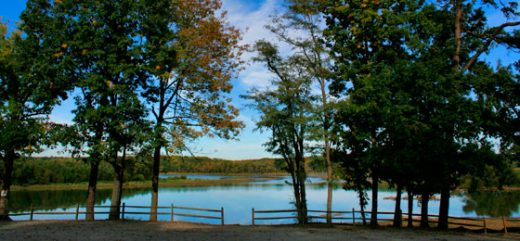 صورة لبعض الأشجار أمام سياج يجاور بحيرة