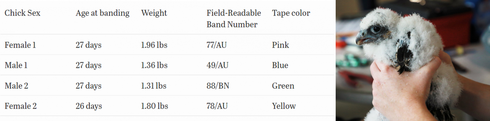 جدول يحتوي على معلومات عن الطيور التي تم ربطها 1 أنثى كان عمرها 27 يوم 1.96رطل، مرقمة 77/AU وتسمى الآن PINK. ذكر 1 عمره 27 يوم، 1.36رطل، مربوط 49/AU ويطلق عليه الآن أزرق، ذكر 2 عمره 27 يوم، 1.31رطل, النطاقات 88/BN وتسمى الآن خضراء وأخيراً الأنثى 2 هو 26 أيام، 1.80 رطل، مقيد 78/ AU، ويسمى الآن الأصفر