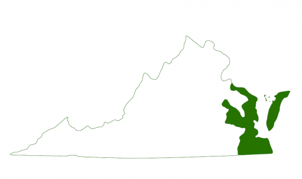 توجد أسماك التيرابين ذات الظهر الماسي الشمالي في السواحل الجنوبية لفيرجينيا وعلى الجزر الحاجزة