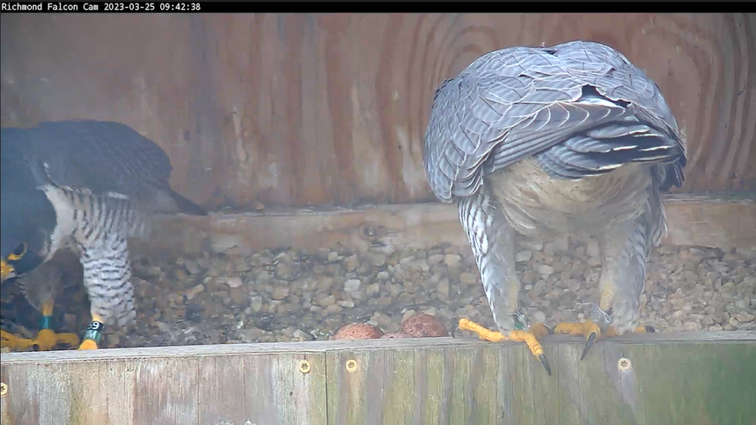 صورة لصندوق عش الصقر الشاهين؛ في هذه الصورة تتبادل الطيور في هذه الصورة المواقع على من سيجلس على البيضات الثلاث