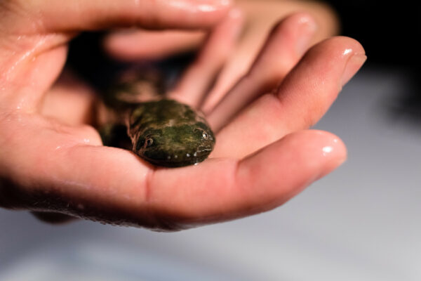 صورة لمسخّر الجحيم الشرقي