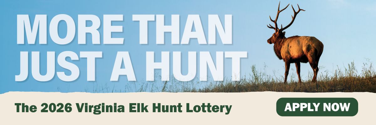 إلك ثور مهيب يطل على مرج في يوم مشمس أزرق صافٍ