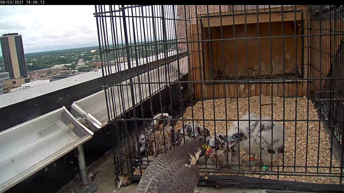 أنثى الصقر الشاهين تطعم فراخها الأربعة