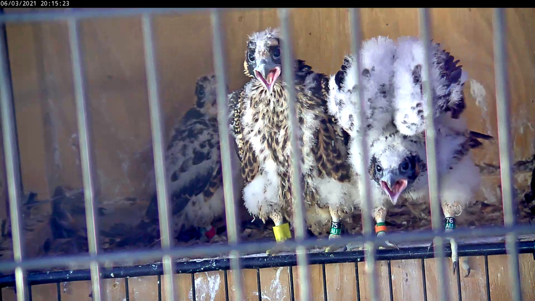 الفراخ الأربعة تتسلق خارج صندوق عشها لتناول الطعام