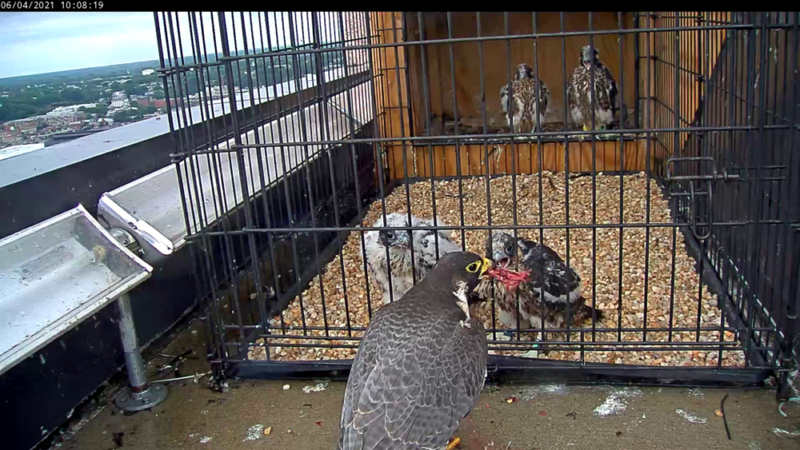 الأنثى تُطعم اثنين من فراخها الأربعة في صندوق العش