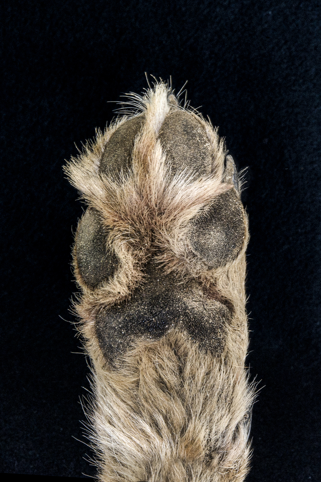 صورة مقربة للجانب السفلي من مخلب ذئب البراري على خلفية سوداء.