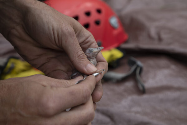 كتكوت نقار الخشب الأحمر المرقط الذي يتم ربطه. 