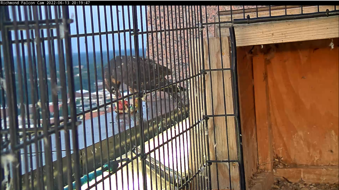 تتغذى الصفراء على أحد الفرائس التي يقدمها لها أحد البالغين