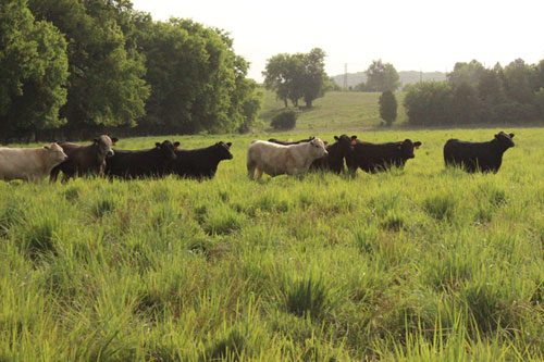 مرعى-أرض-صورة