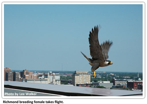 ريتشموند فالكونز