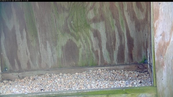 كشط في صندوق العش في مبنى ريفرفر فرونت بلازا,