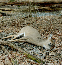 الغزلان المريضة