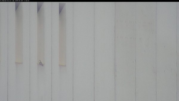 صقر شاهين يجثم على كوة في مبنى دومينيون.