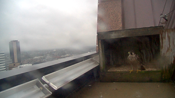 جثمت الأنثى الجديدة في السنة الثانية داخل صندوق العش.