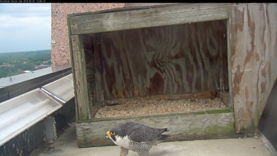 ذكر ريتشموند يقف خارج صندوق العش.