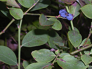 الغطاء النباتي